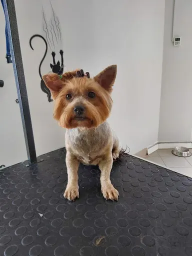 KAsiaMIL Salon pielęgnacji zwierząt